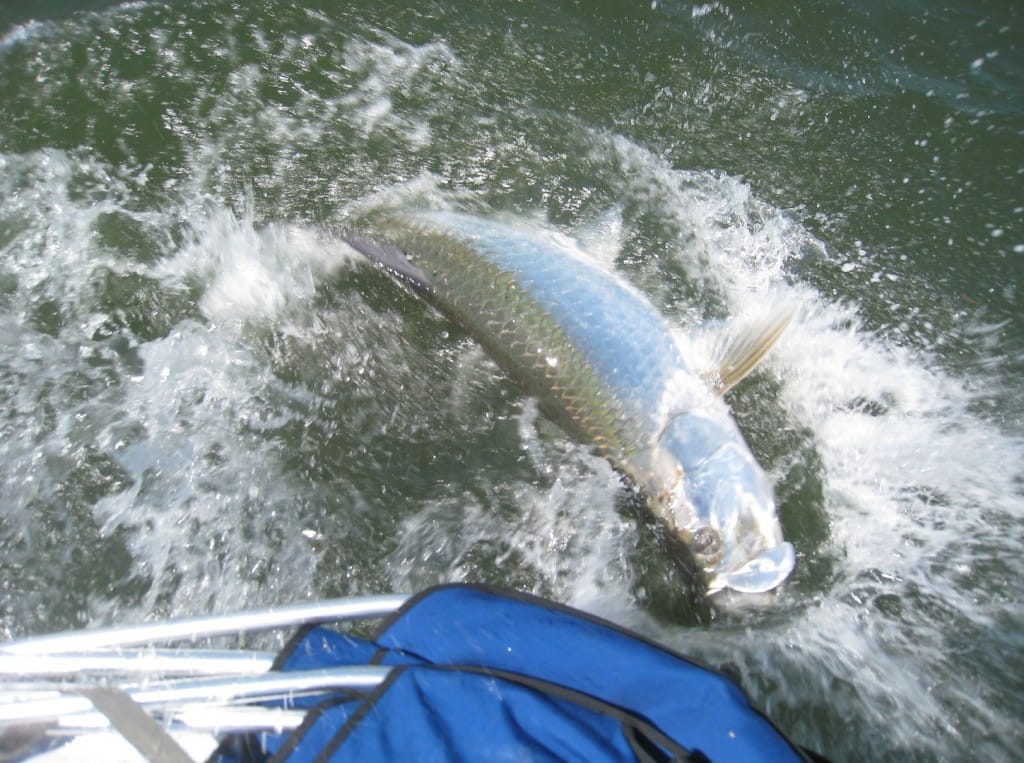 Tarpon, Boca Grande Pass, Sanibel & Captiva Fishing Charters.