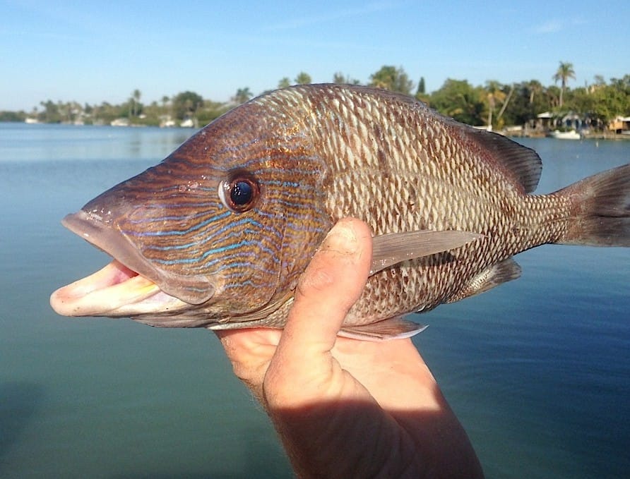 French Snapper or Grunt, Sanibel & Captiva Islands & Fort Myers, Sanibel & Captiva Charters & Fishing Guide Service.