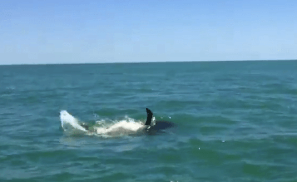 Bull & Hammerhead Sharks Fight Over Tarpon, May 10, Sanibel, Captiva & Fort Myers Fishing Charter & Sanibel, Captiva Fort Myers Fishing Report.
