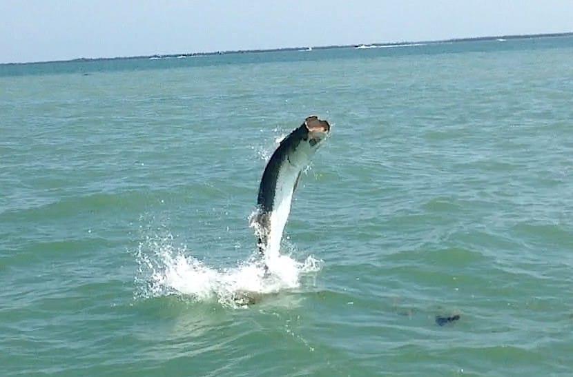 Tarpon Jumping 1, May 16, Sanibel, Captiva & Fort Myers Fishing Charter & Sanibel, Captiva Fort Myers Fishing Report.